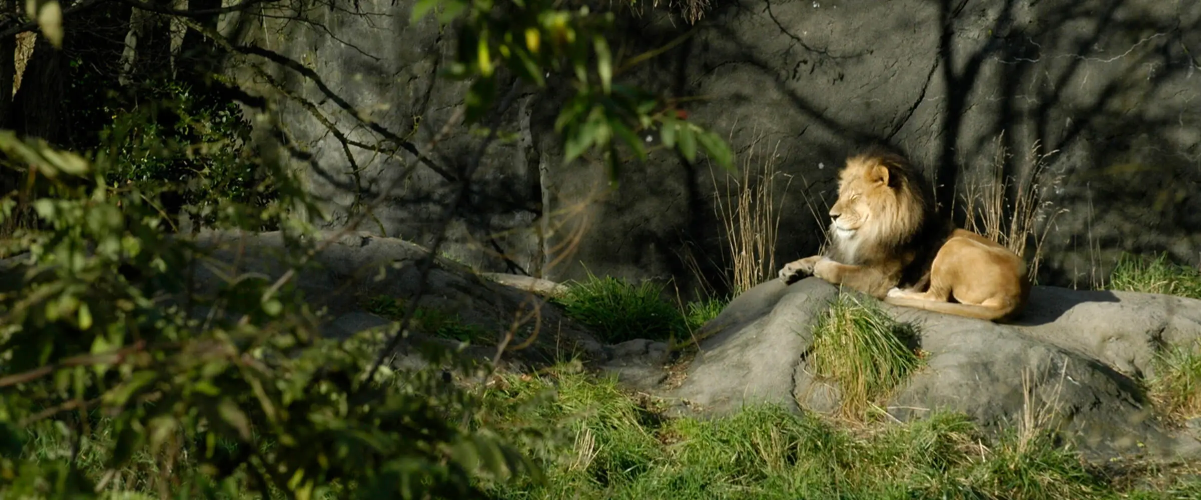 Bramble & Wood Events at Woodland Park Zoo