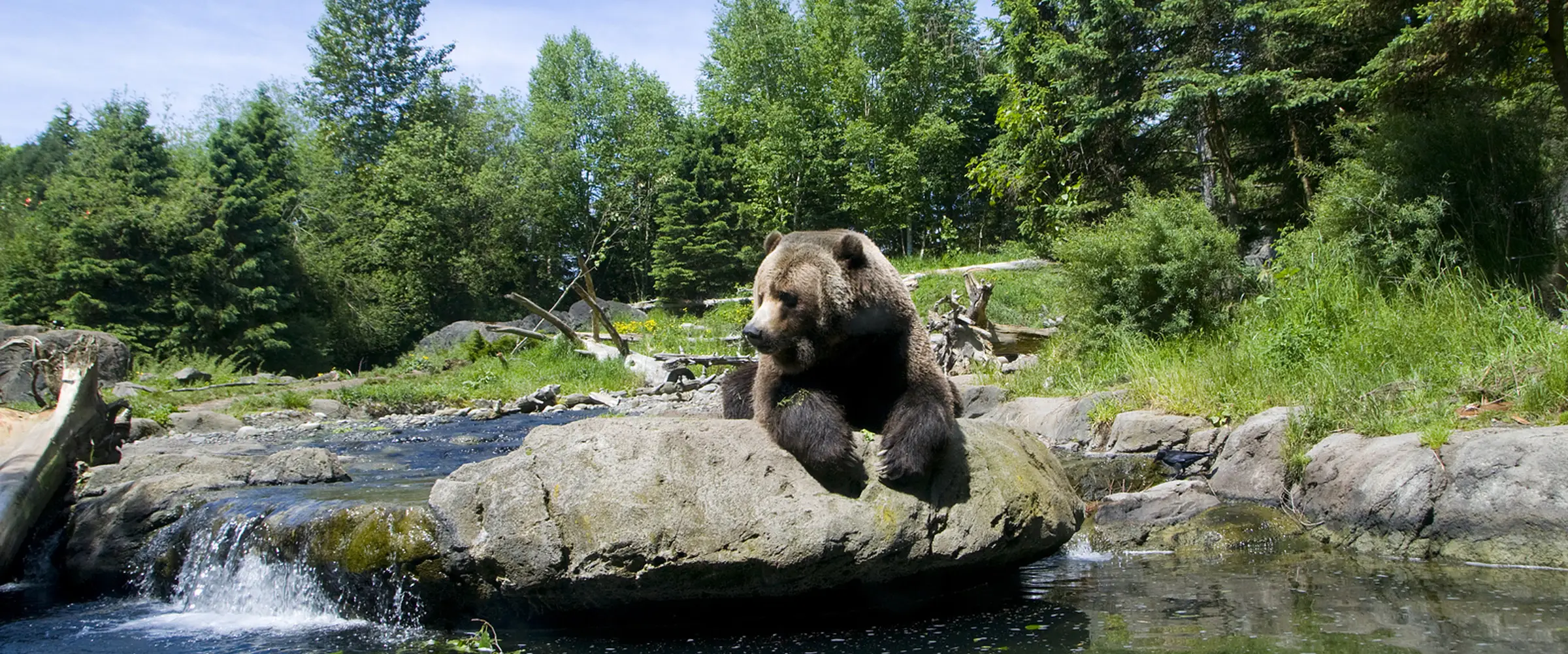 Bramble & Wood Events at Woodland Park Zoo