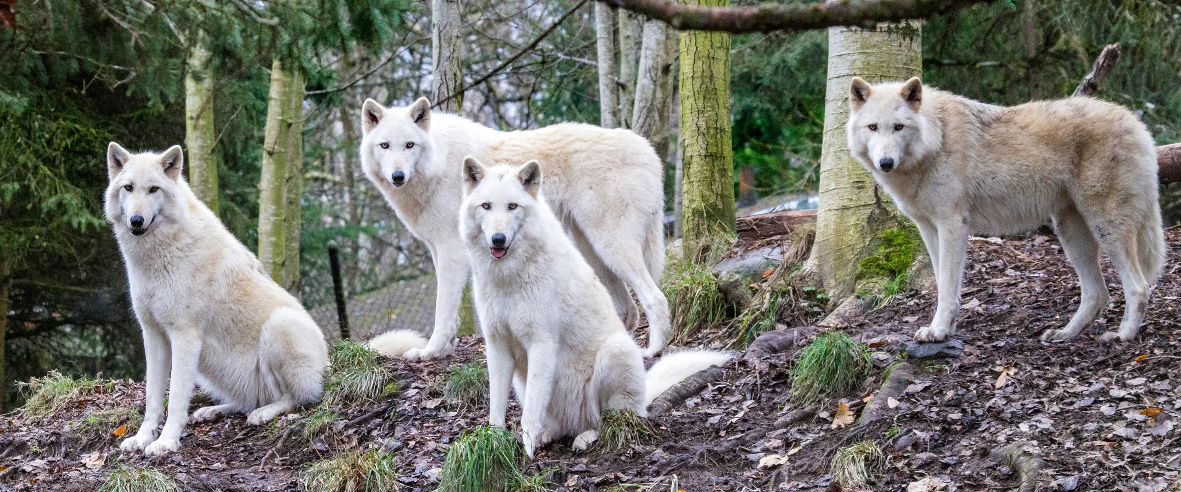 Team Page Header Image - Desktop