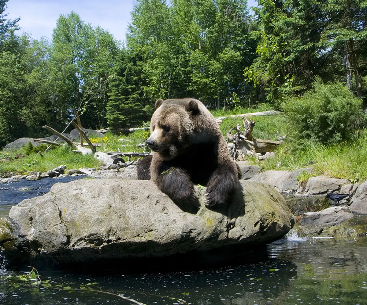 Bramble & Wood Events at Woodland Park Zoo