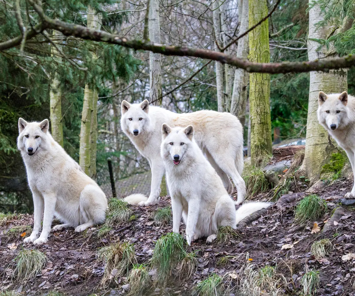 Team Page Header Image - Mobile