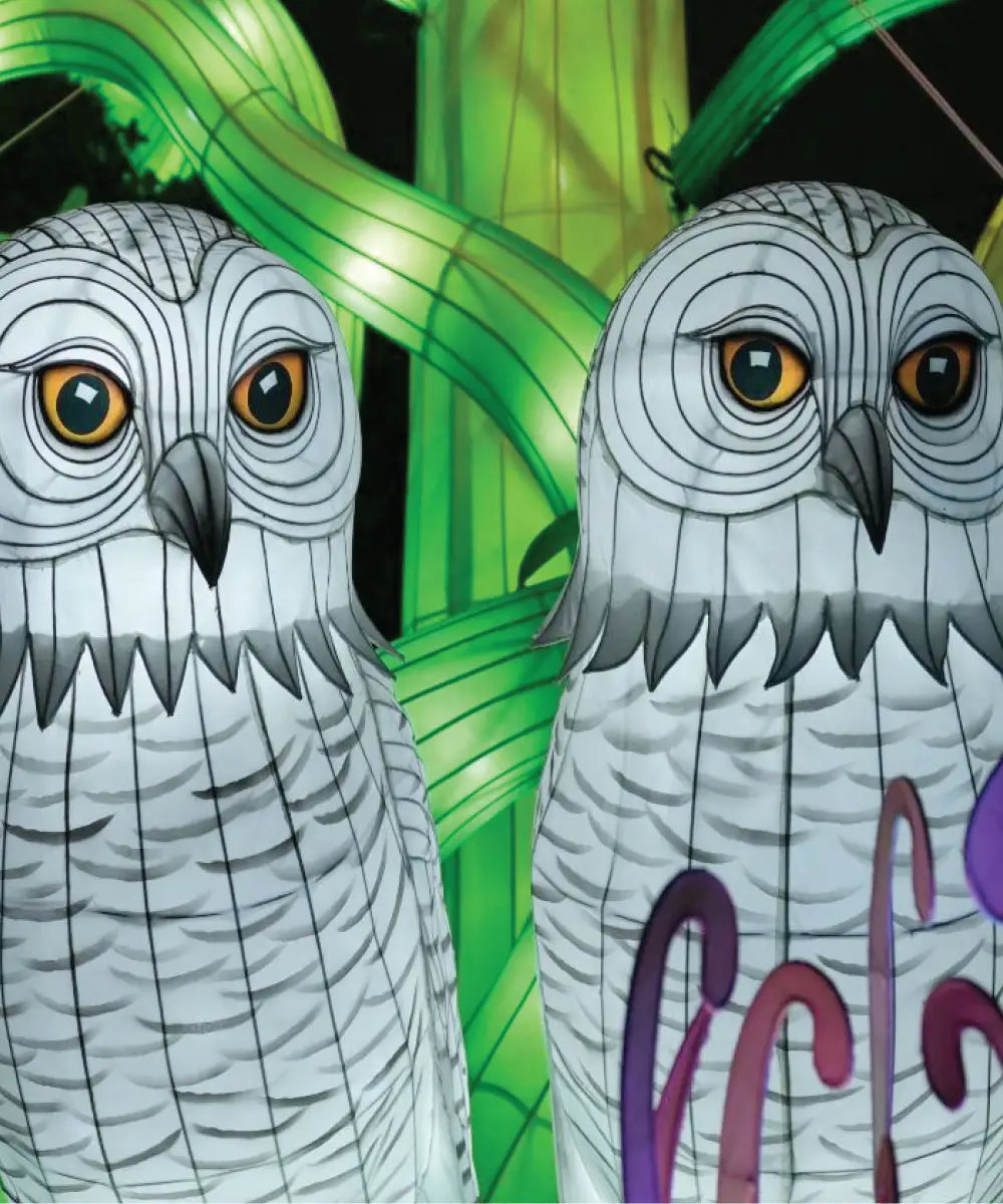 Owls