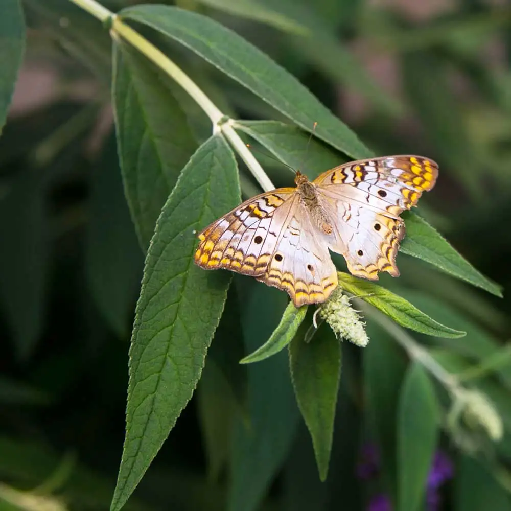 Butterfly on a leaf