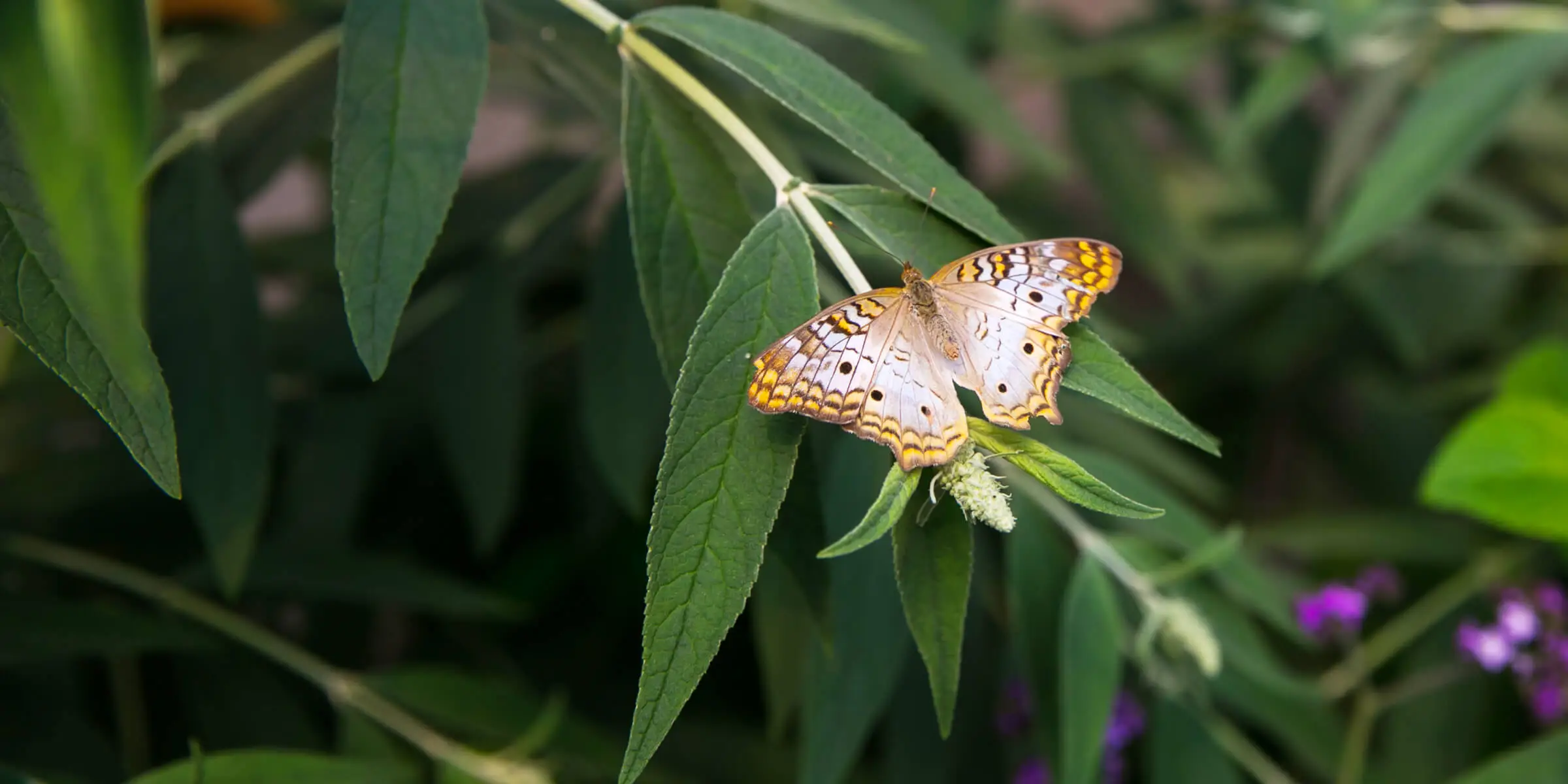 Butterfly on a leaf