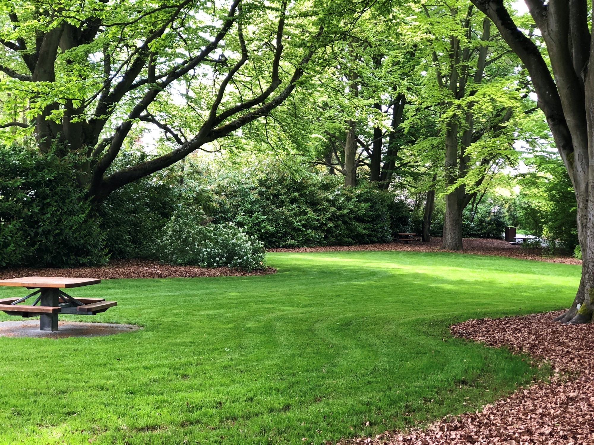 Open space at Beech Grove with filtered sun through trees