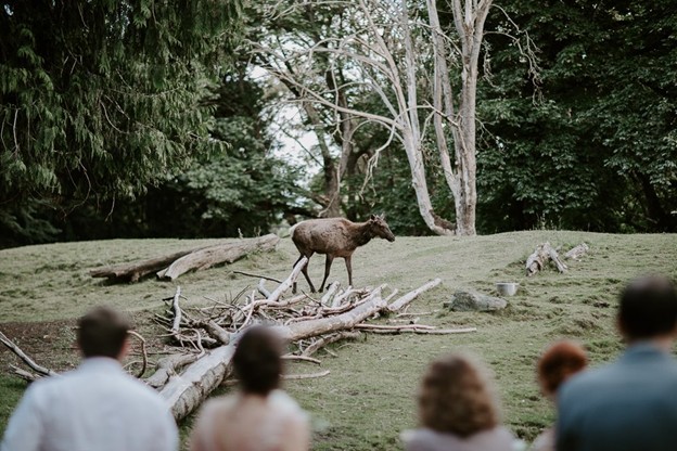 View of Elk exhibit