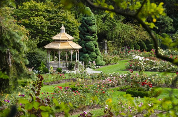 Roses in bloom beside the gazebo