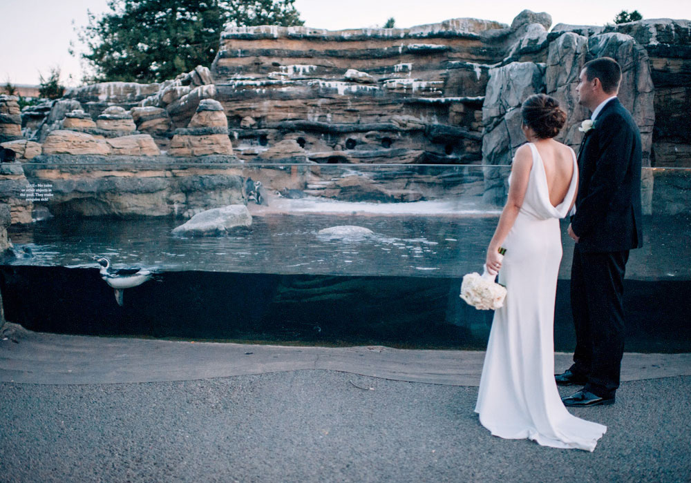 Humboldt Penguin Exhibit